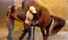 马与马交配视频,一场自然交配的温馨瞬间